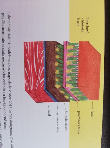 Anatomie fascií